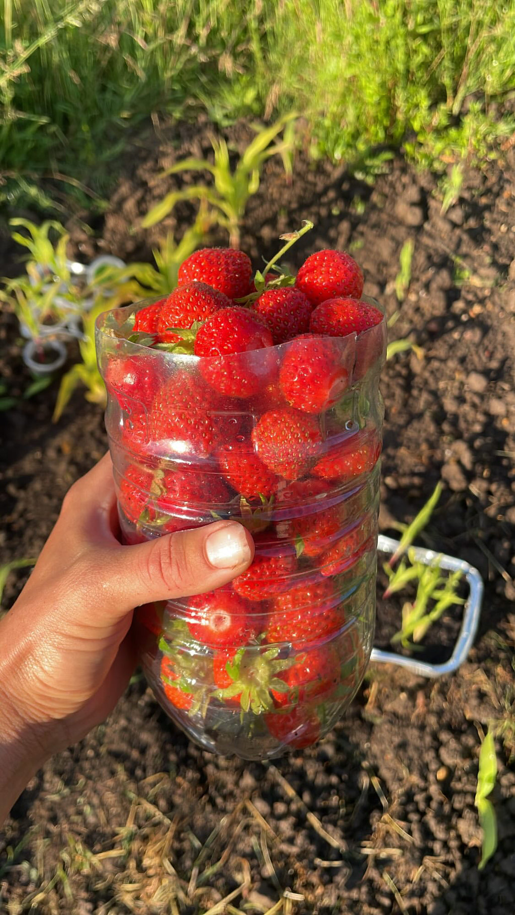 Garden Strawberries
